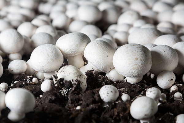 Spent mushroom substrate waste disposal